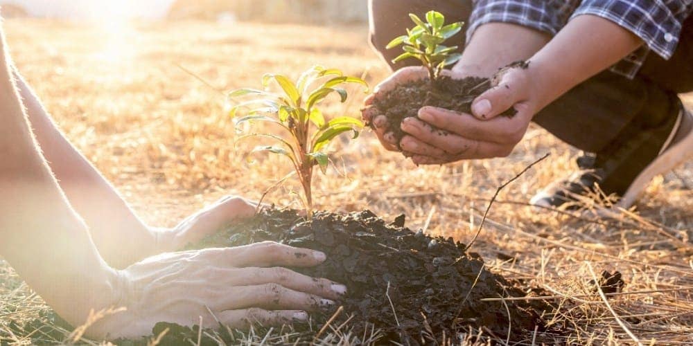 Reforestation