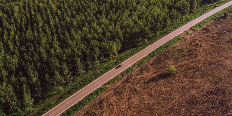 Aerial view of road between cottonwood forest and deforested area